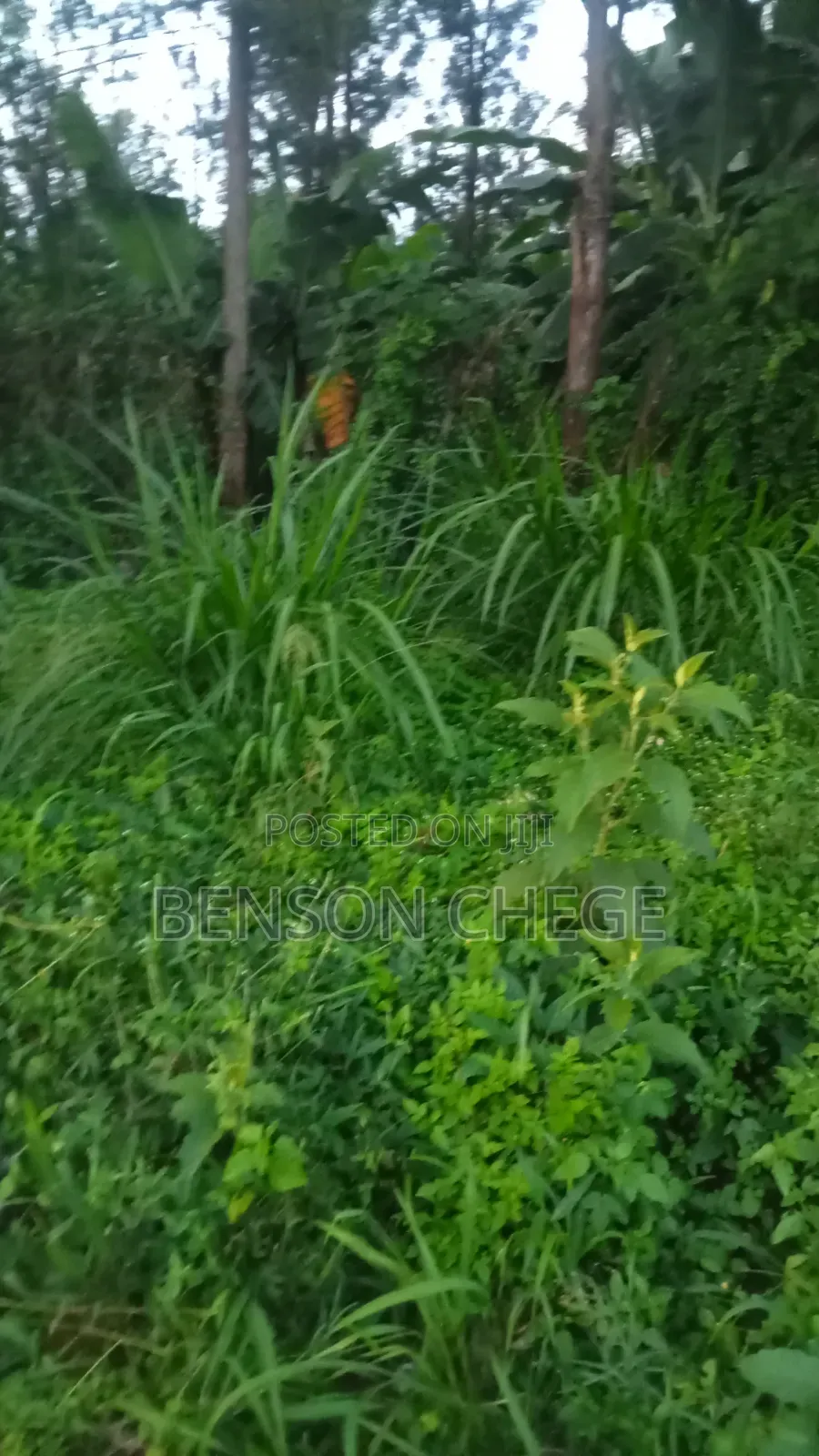 100by80 Plot for Sale in Maragua Town in Nginda