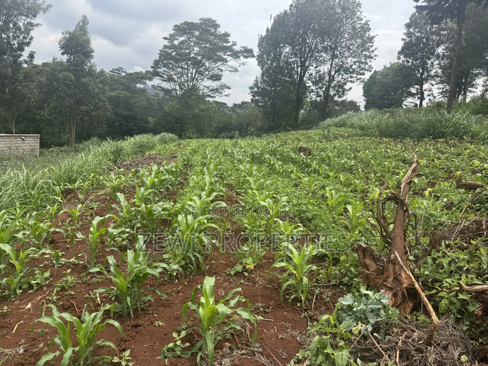 Quater Acre Ngere Road Kibiku in Kibiku