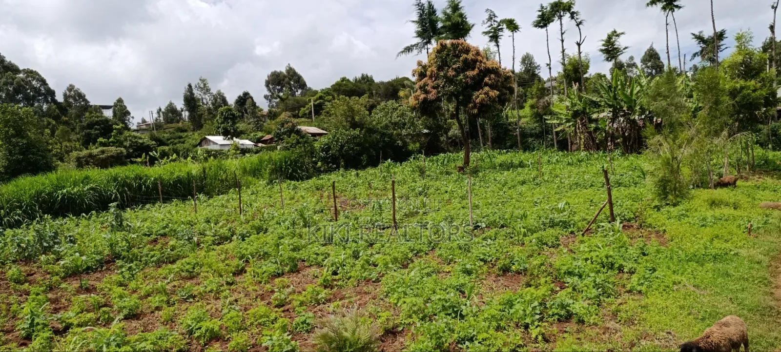 Kikuyu Prime Plots in Kikuyu Kerwa in Kikuyu