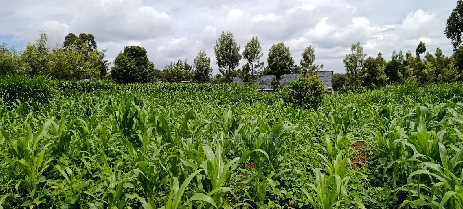 Kikuyu Prime Plots in Kikuyu Kerwa in Kikuyu