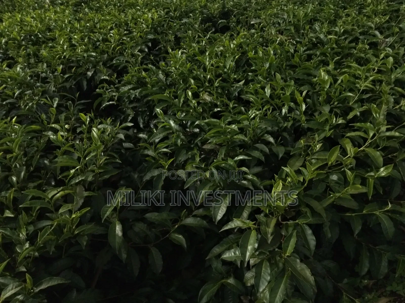 3 Acres on Sale at Kangari-Gituru in Kangari