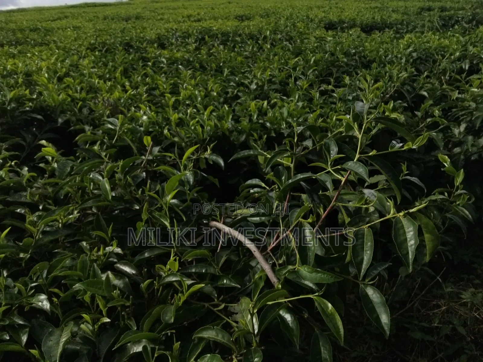 3 Acres on Sale at Kangari-Gituru in Kangari