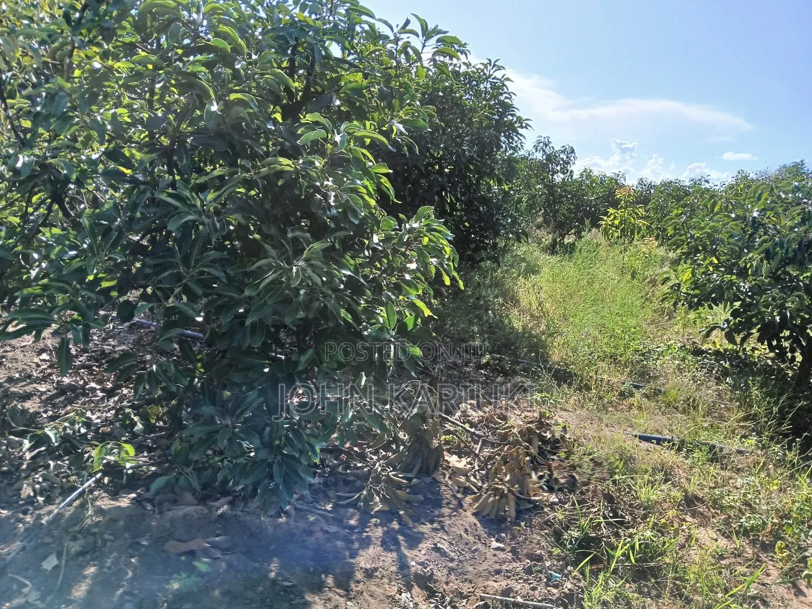 50 Acres Mature Ovacados Trees in Mananja 8km of Kenol/Sagana Highway in Muruka
