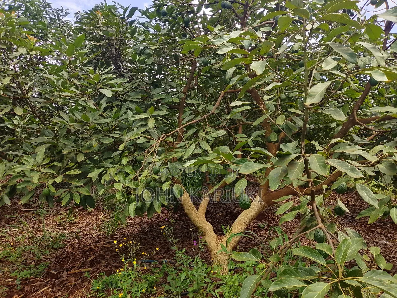 50 Acres Mature Ovacados Trees in Mananja 8km of Kenol/Sagana Highway in Muruka