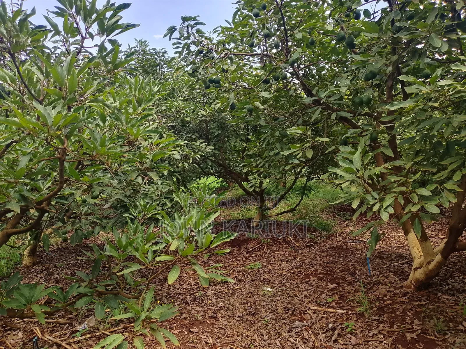 50 Acres Mature Ovacados Trees in Mananja 8km of Kenol/Sagana Highway in Muruka