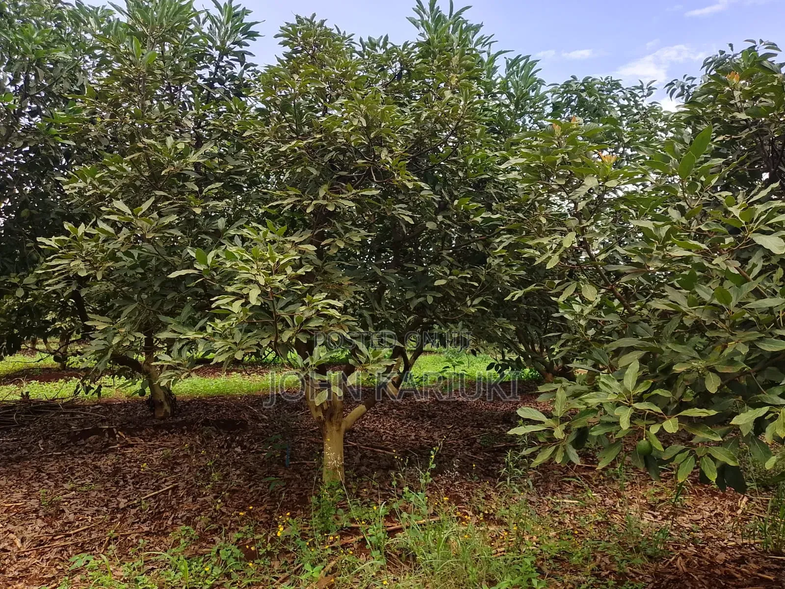 50 Acres Mature Ovacados Trees in Mananja 8km of Kenol/Sagana Highway in Muruka