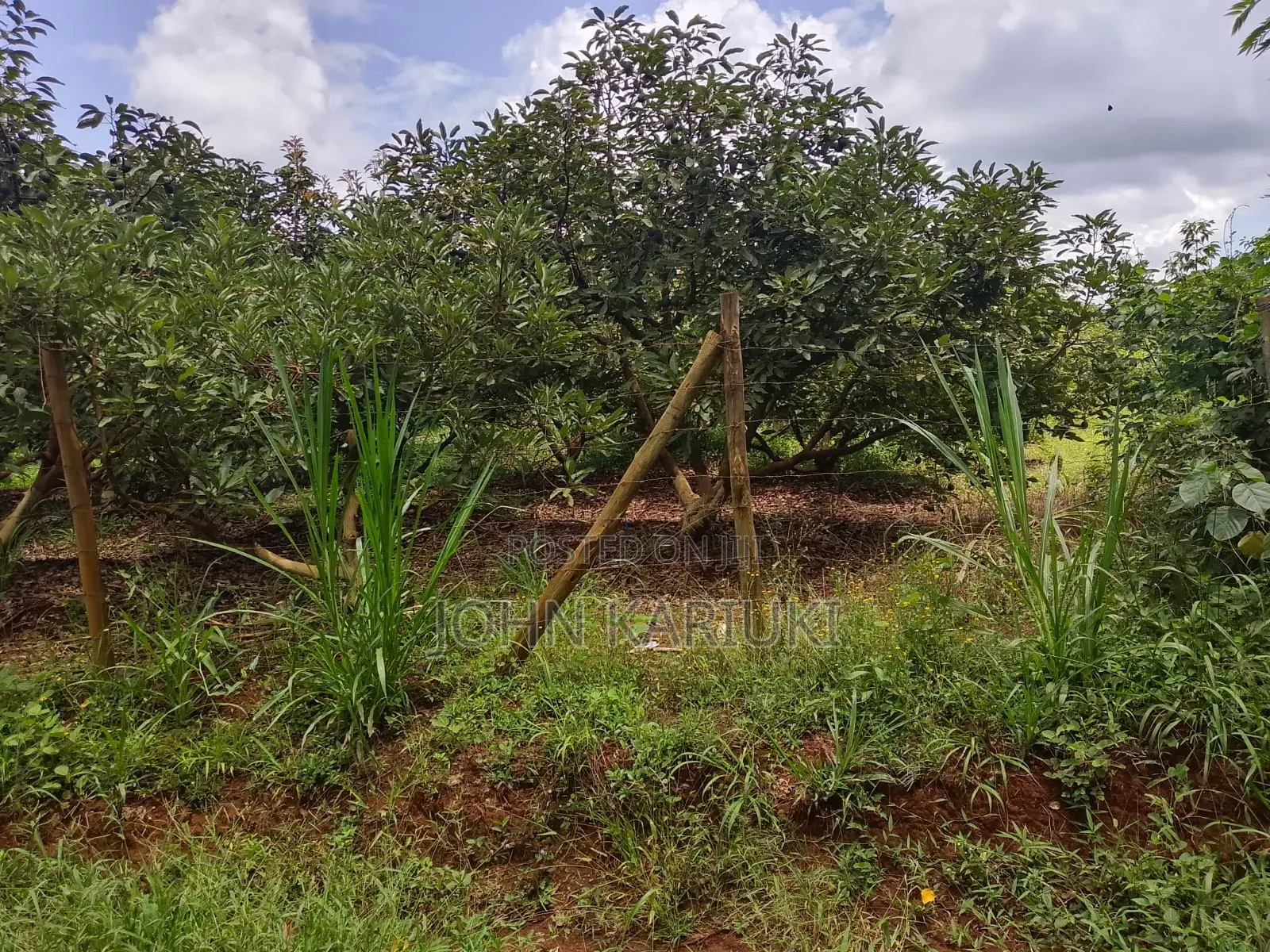 50 Acres Mature Ovacados Trees in Mananja 8km of Kenol/Sagana Highway in Muruka