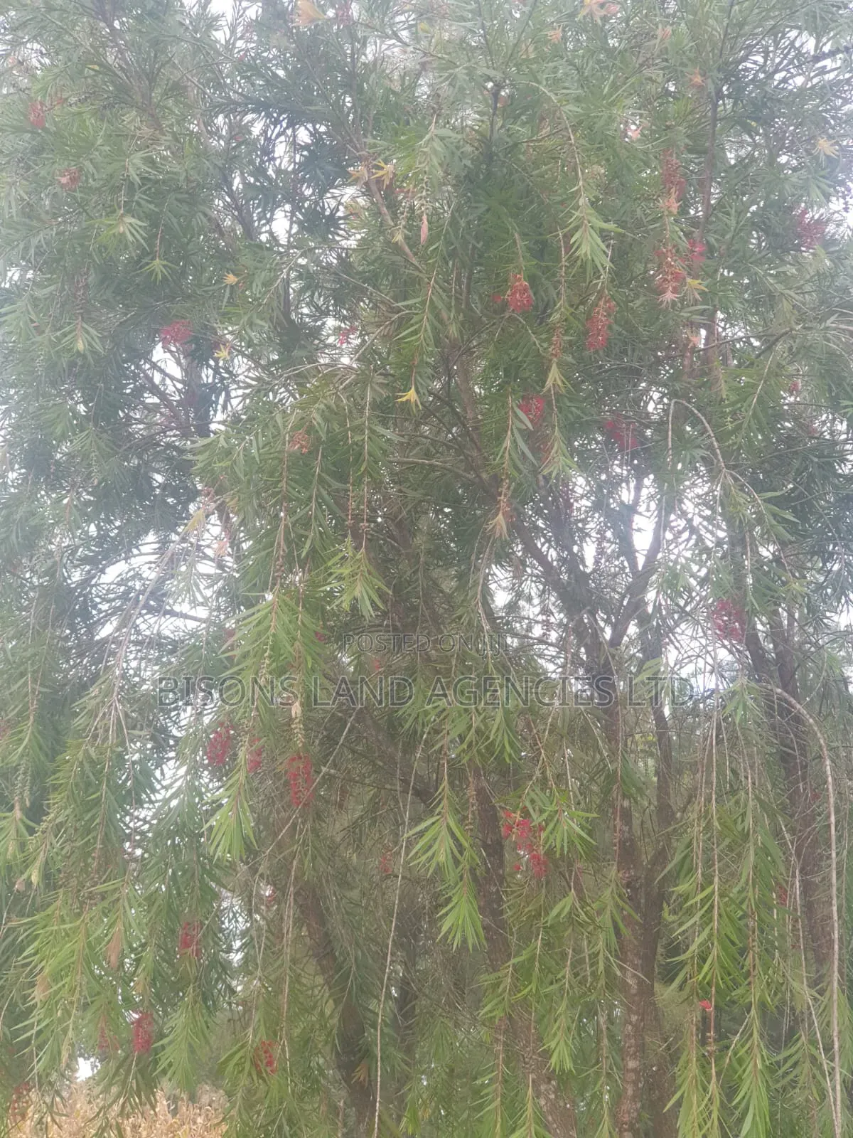 Available 2 Acre Land for Sale in Migori County in Wasweta II