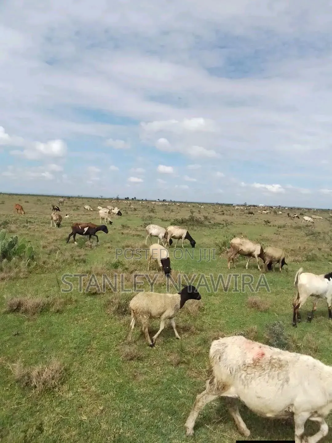 4 Acres Nanyuki Gobit in Nanyuki