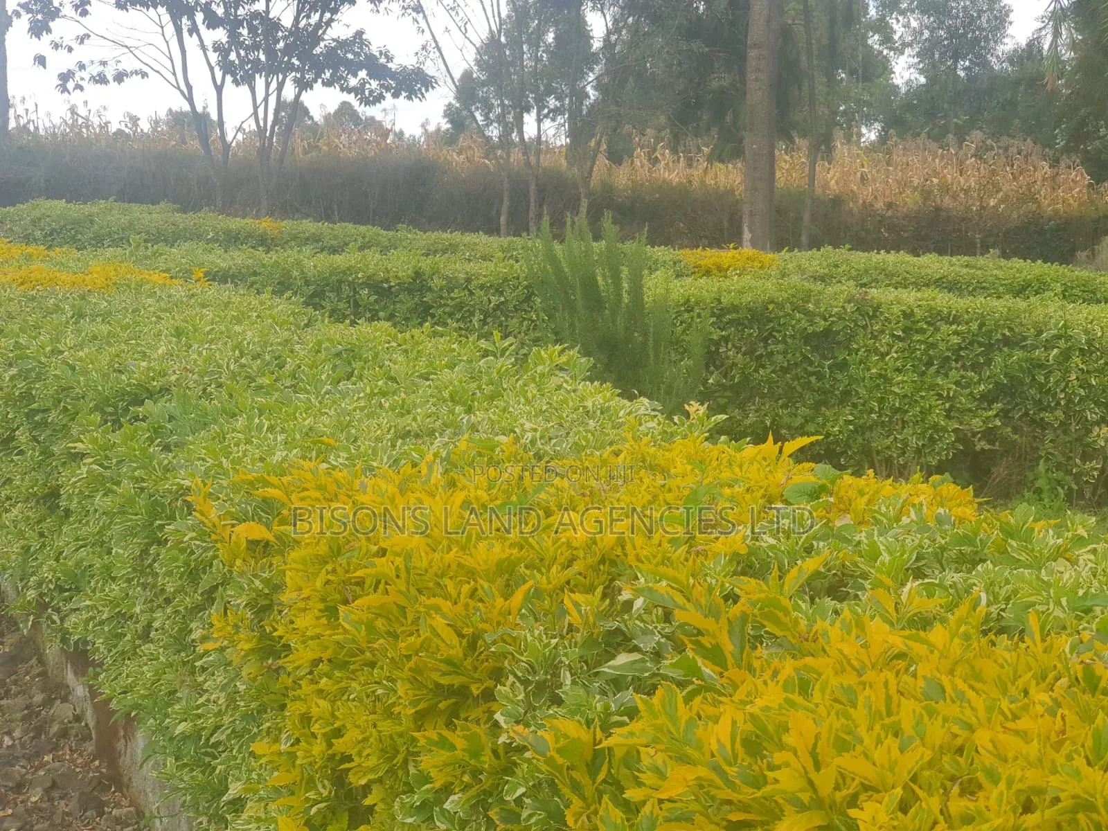 Available 1/4 Plot for Sale in South Kamagambo