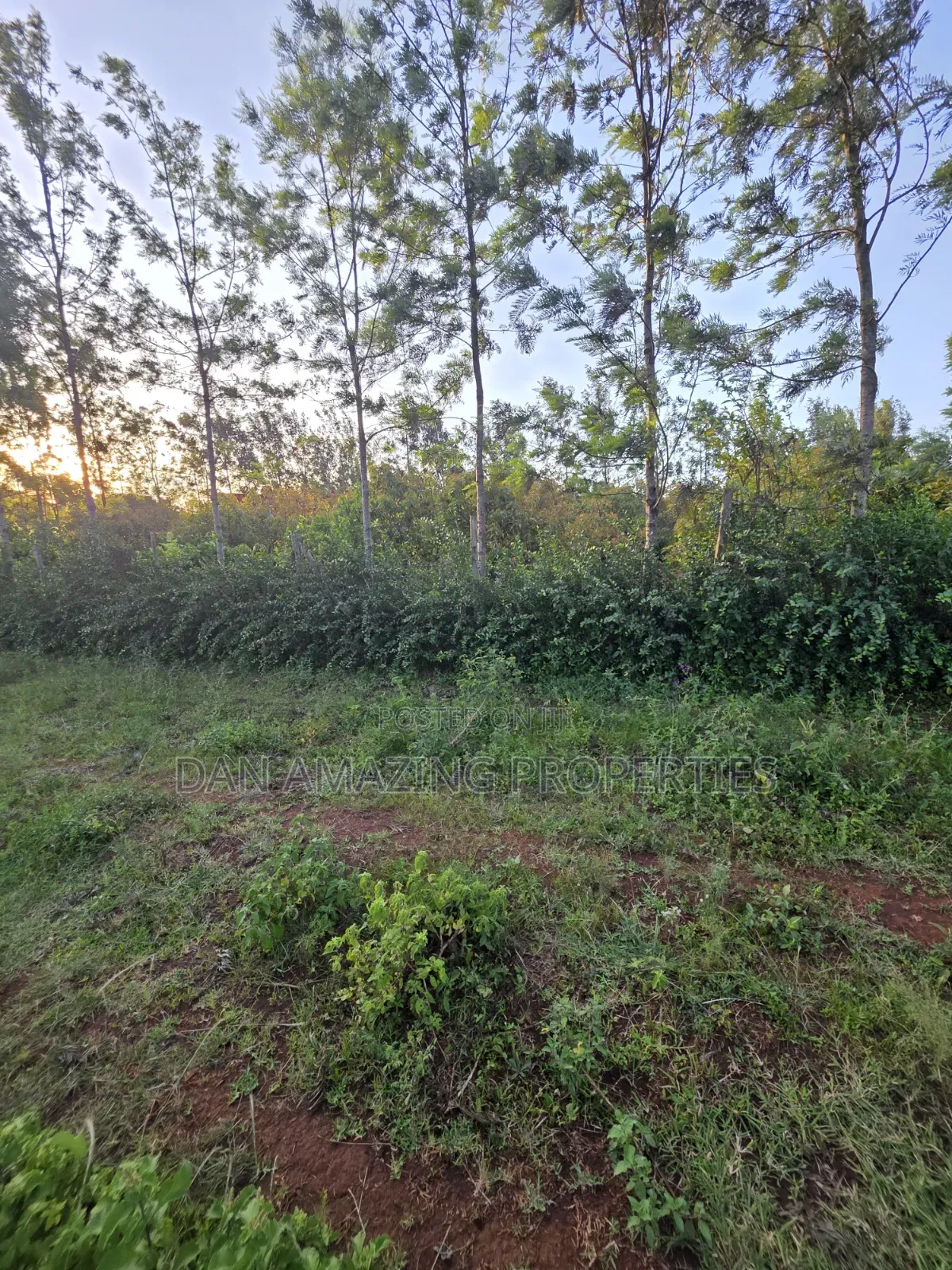 1/4 Acre Redsoil Ngong Kibiku With Mature Fruit Trees for Sale I in Kibiku