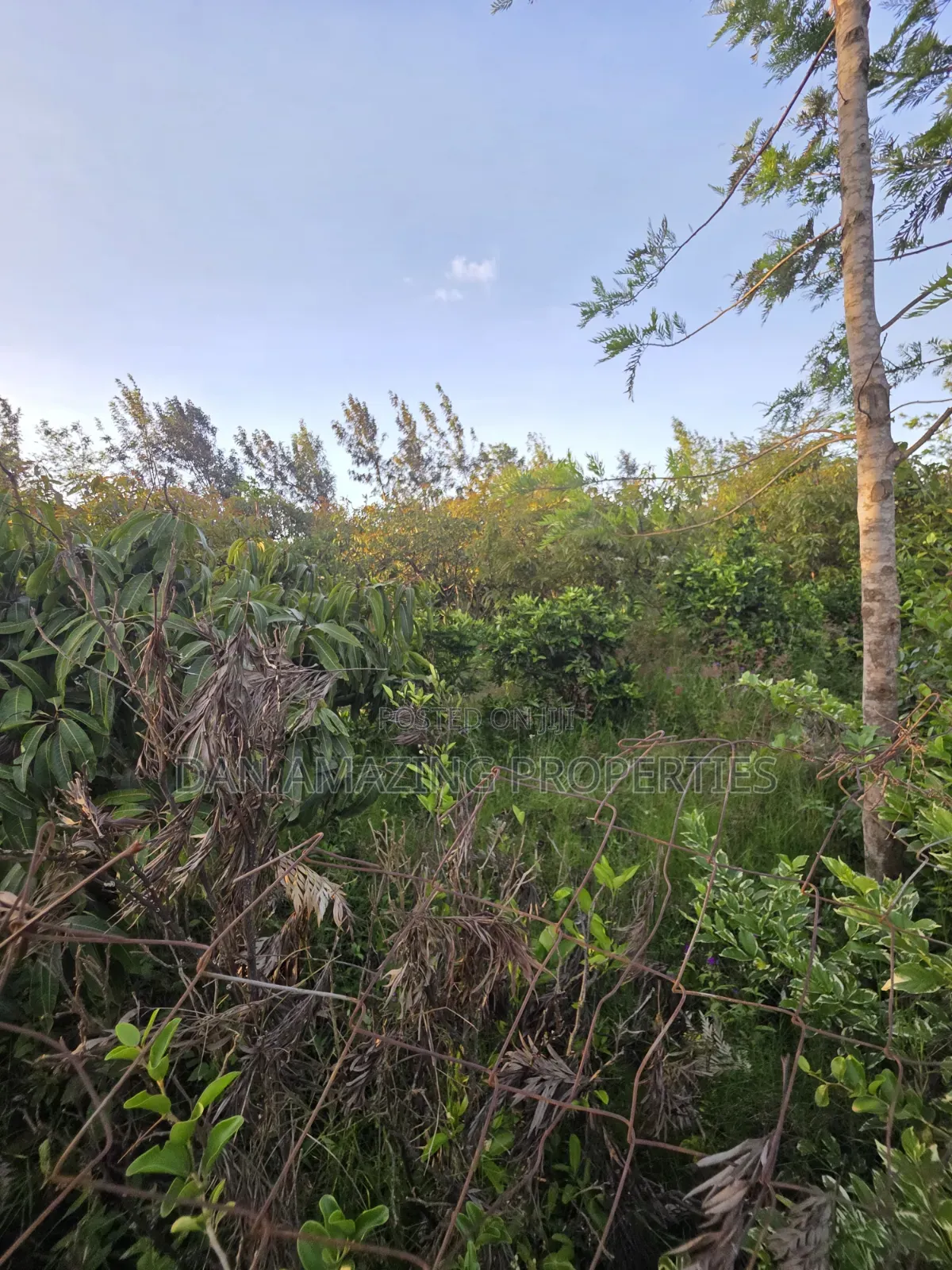 1/4 Acre Redsoil Ngong Kibiku With Mature Fruit Trees for Sale I in Kibiku