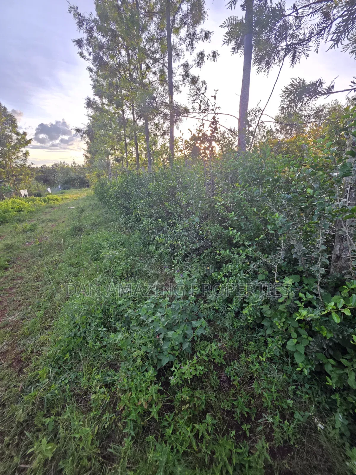 1/4 Acre Redsoil Ngong Kibiku With Mature Fruit Trees for Sale I in Kibiku