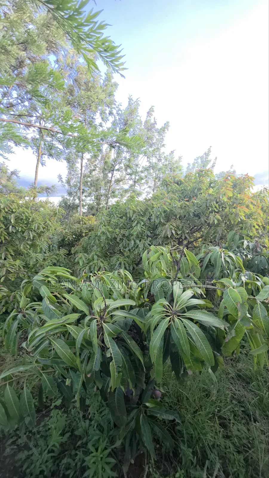 1/4 Acre Redsoil Ngong Kibiku With Mature Fruit Trees for Sale I in Kibiku