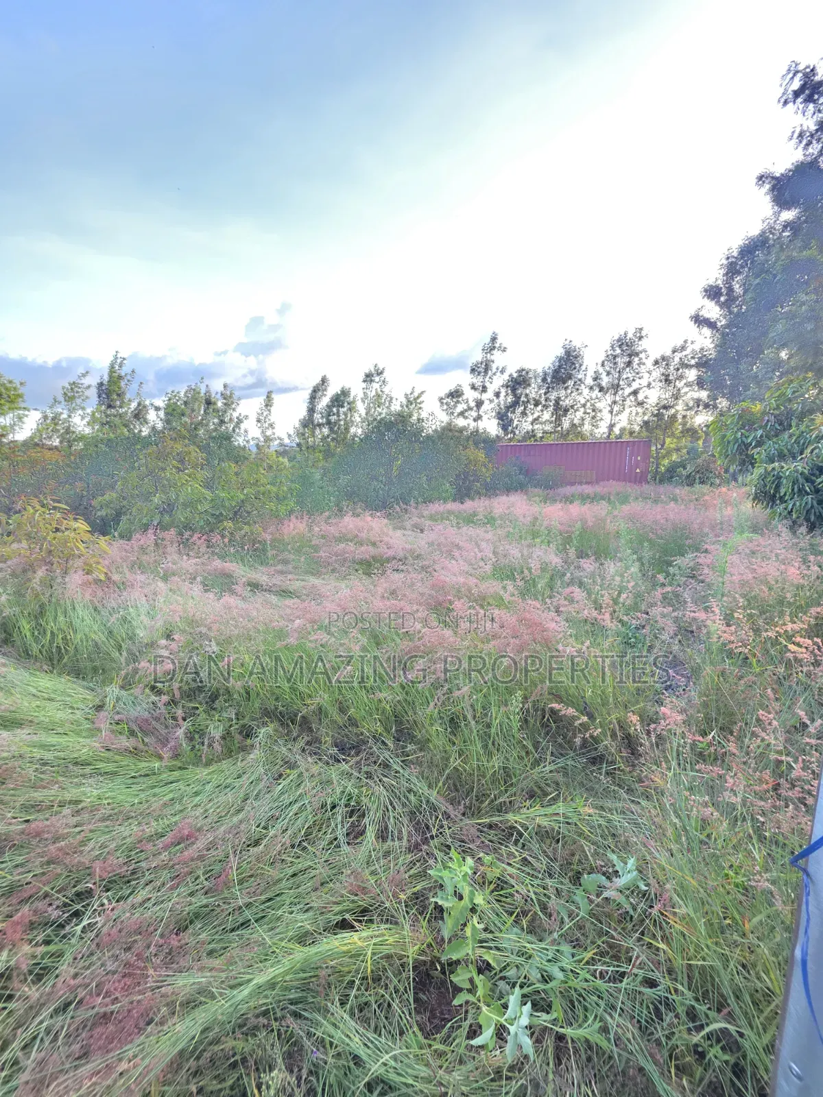 50by100 Redsoil Plot in Ngong Kibiku for Sale With Mature Fruit Trees in Kibiku