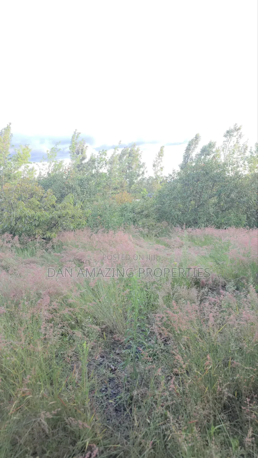 50by100 Redsoil Plot in Ngong Kibiku for Sale With Mature Fruit Trees in Kibiku