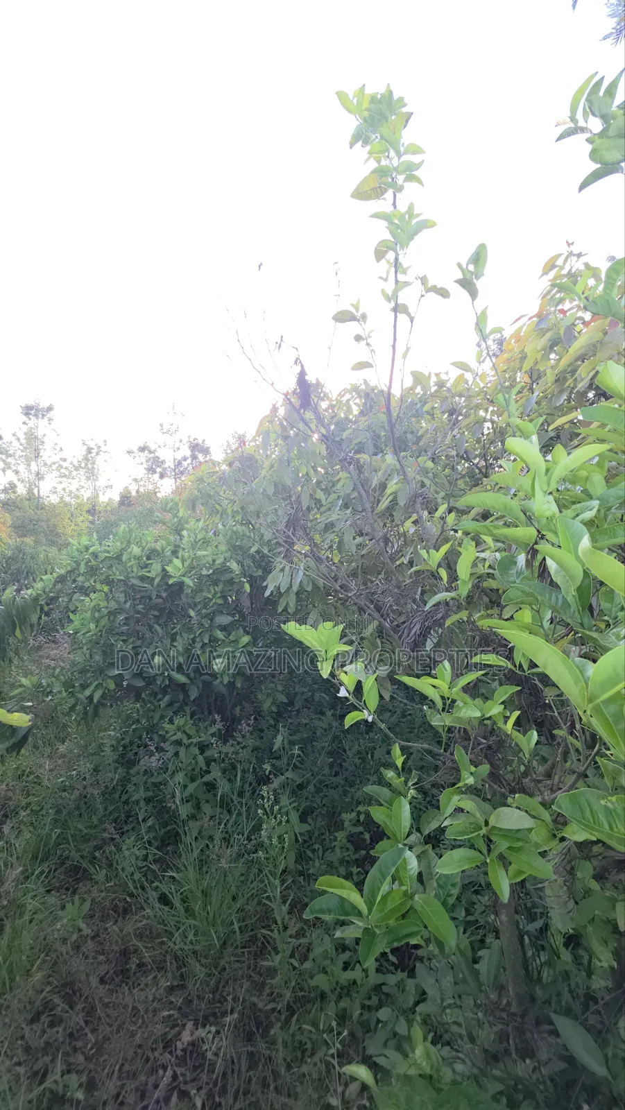 50by100 Redsoil Plot in Ngong Kibiku for Sale With Mature Fruit Trees in Kibiku