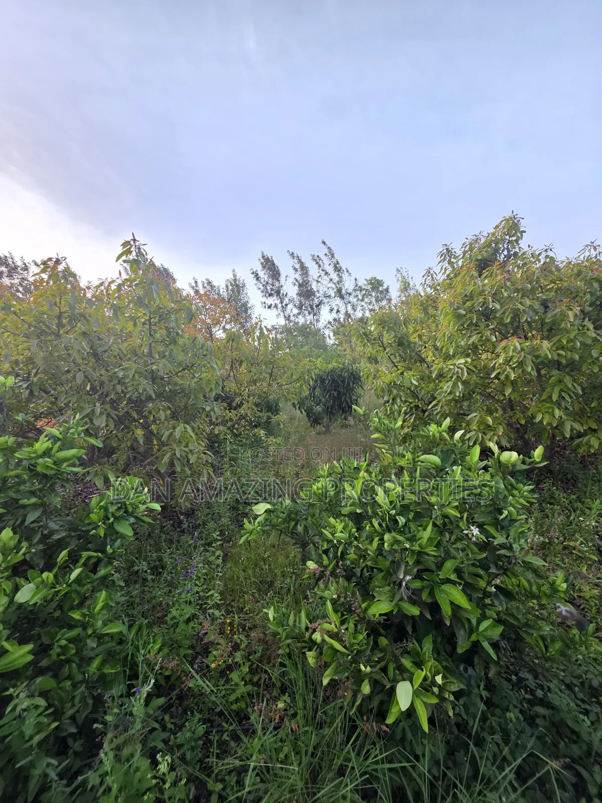 50by100 Redsoil Plot in Ngong Kibiku for Sale With Mature Fruit Trees in Kibiku