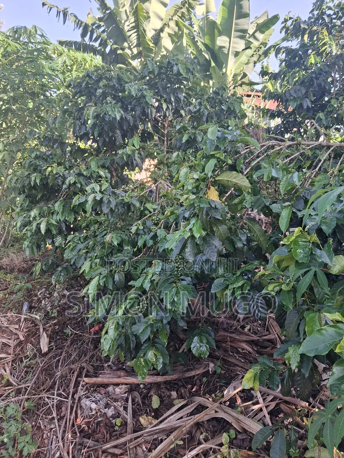 Gatundu South Muhoho Prime 4 Acres With Mature Coffee in Kiganjo