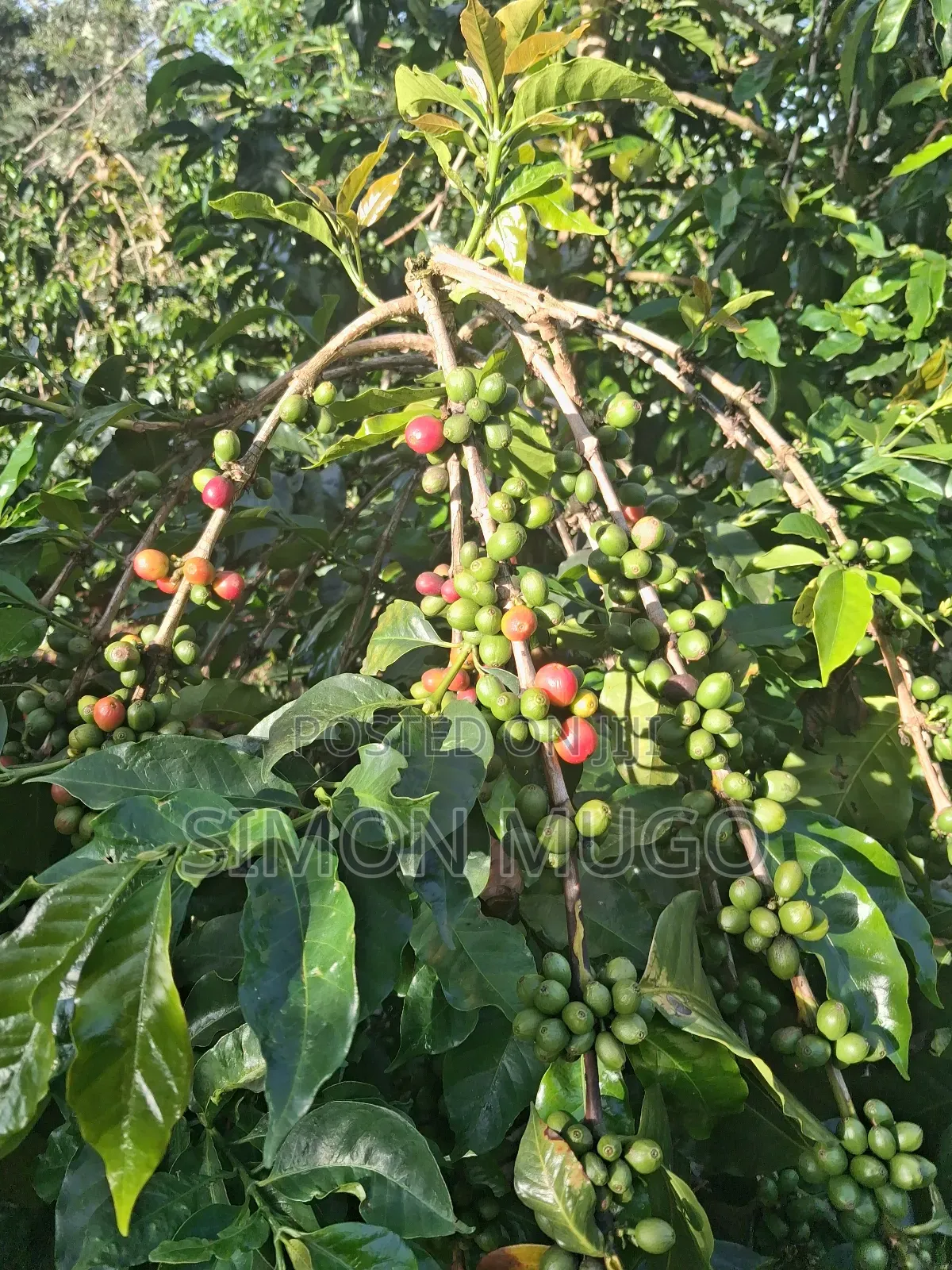 Gatundu South Muhoho Prime 4 Acres With Mature Coffee in Kiganjo