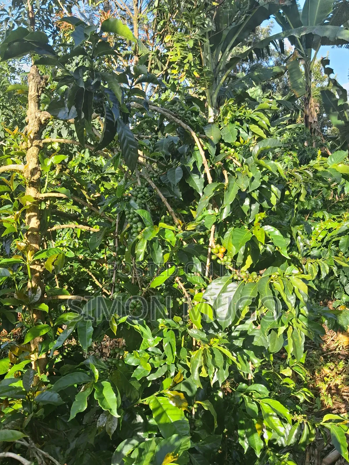Gatundu South Muhoho Prime 4 Acres With Mature Coffee in Kiganjo