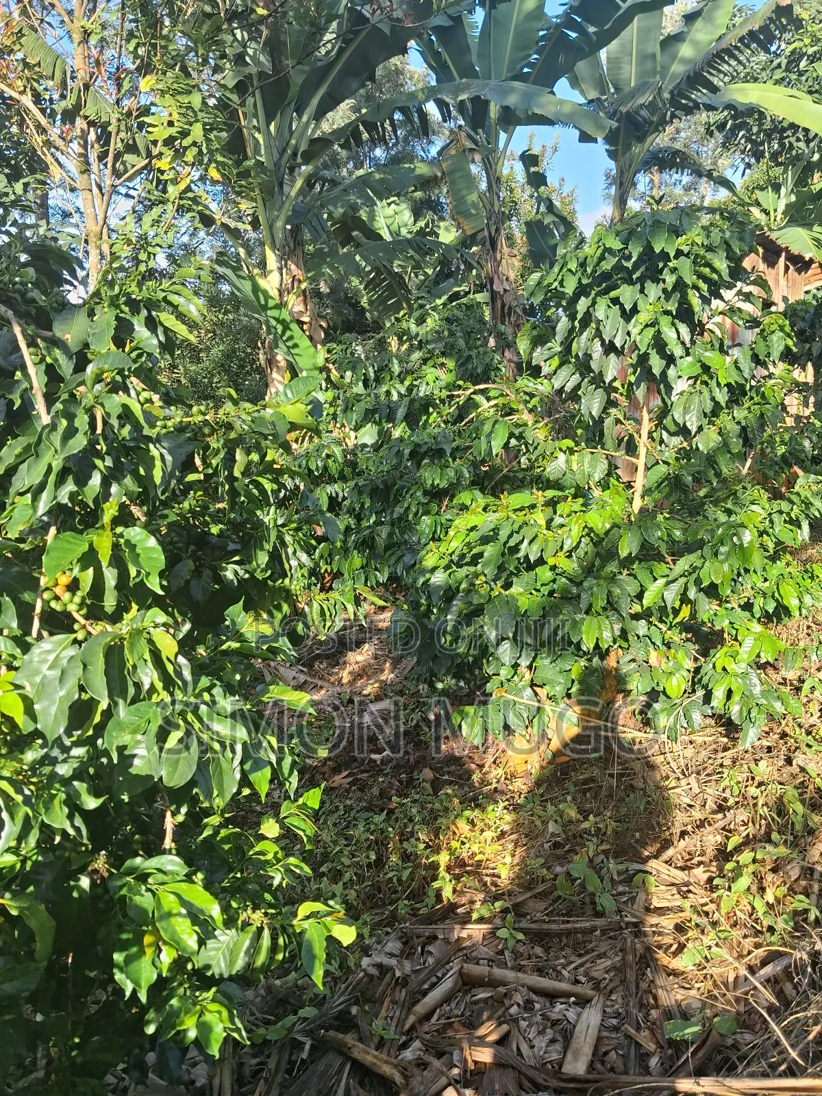 Gatundu South Muhoho Prime 4 Acres With Mature Coffee in Kiganjo