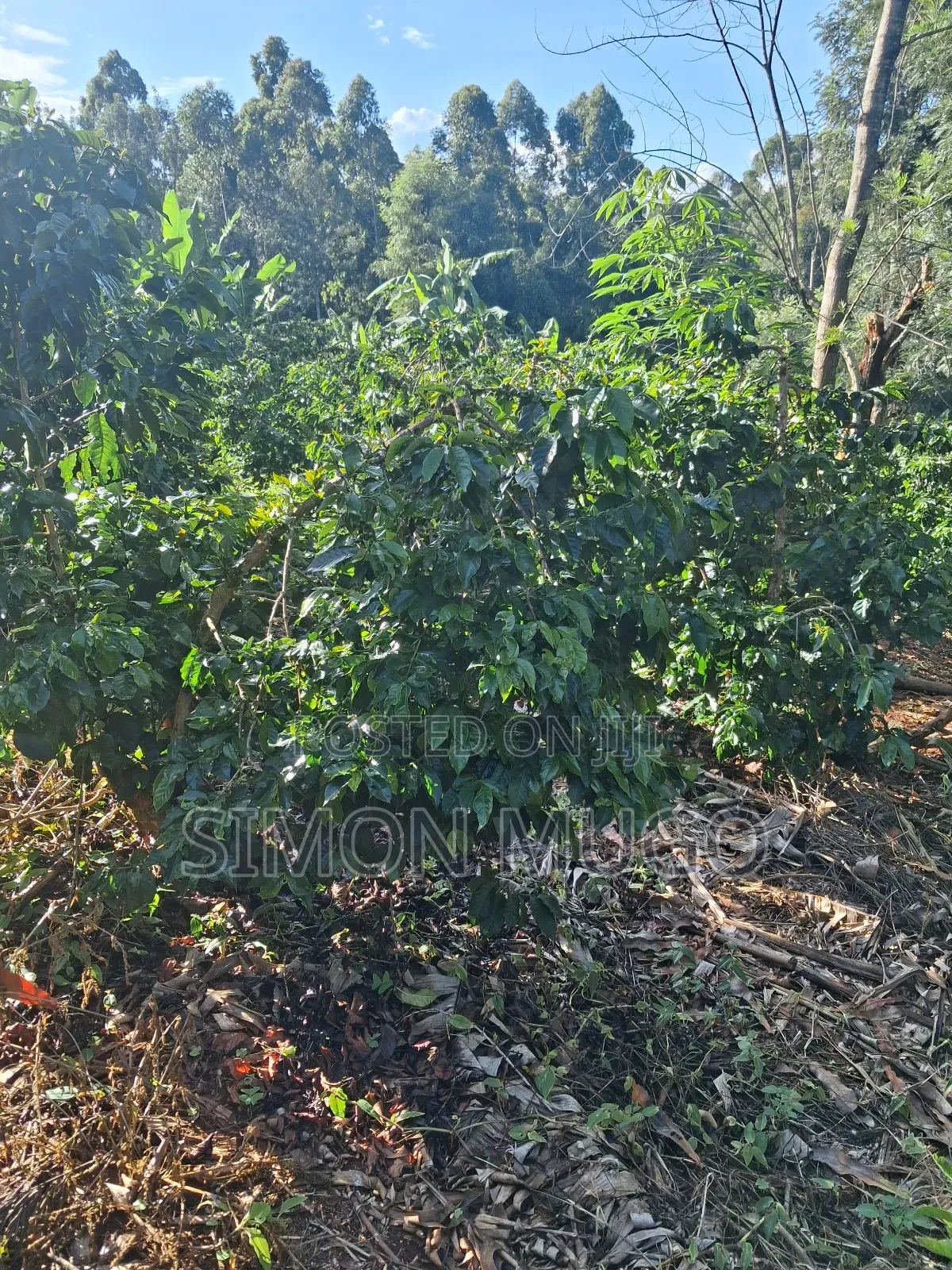 Gatundu South Muhoho Prime 4 Acres With Mature Coffee in Kiganjo