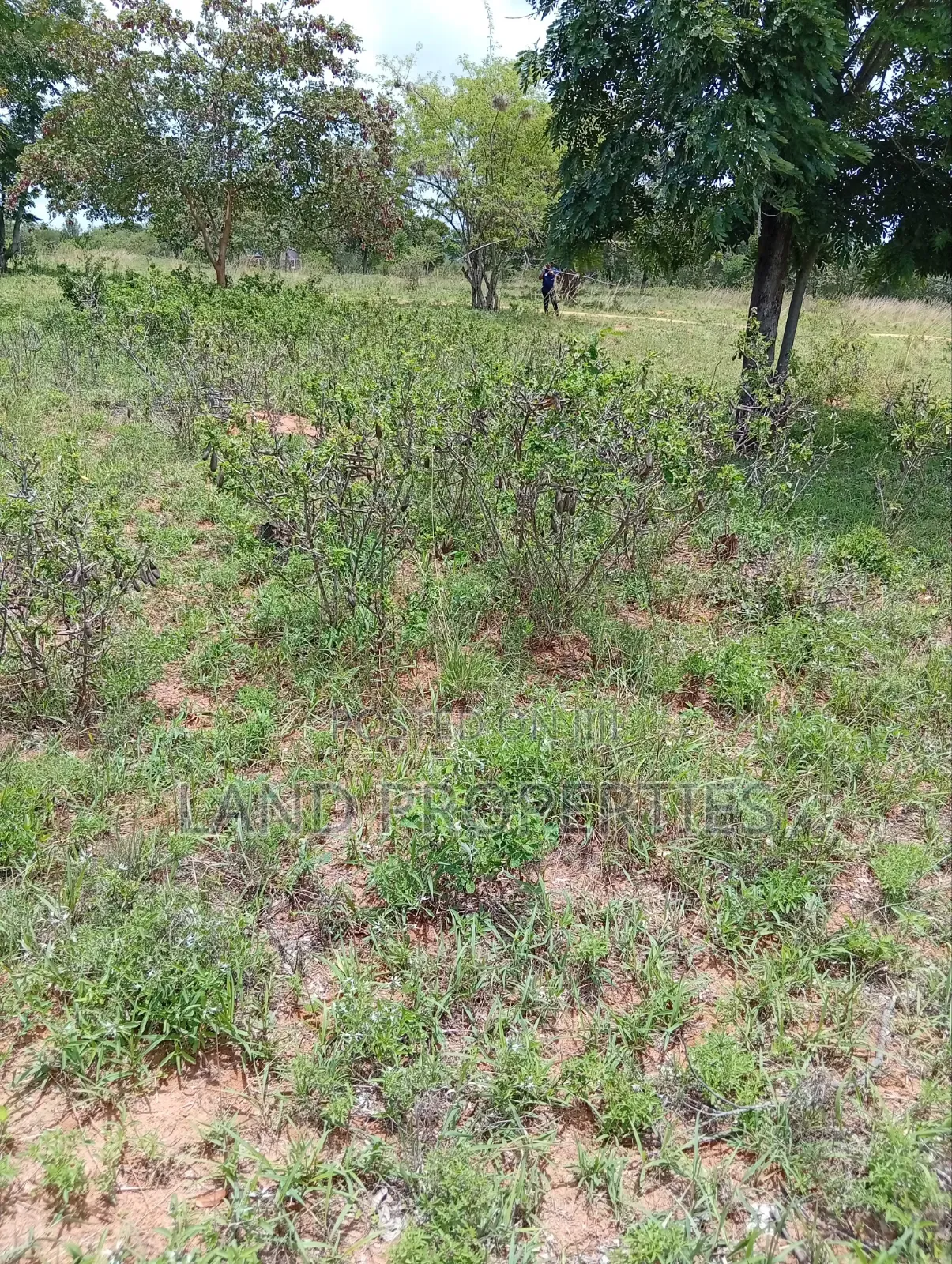 Residential Plots for Sale in Matuu in Matuu