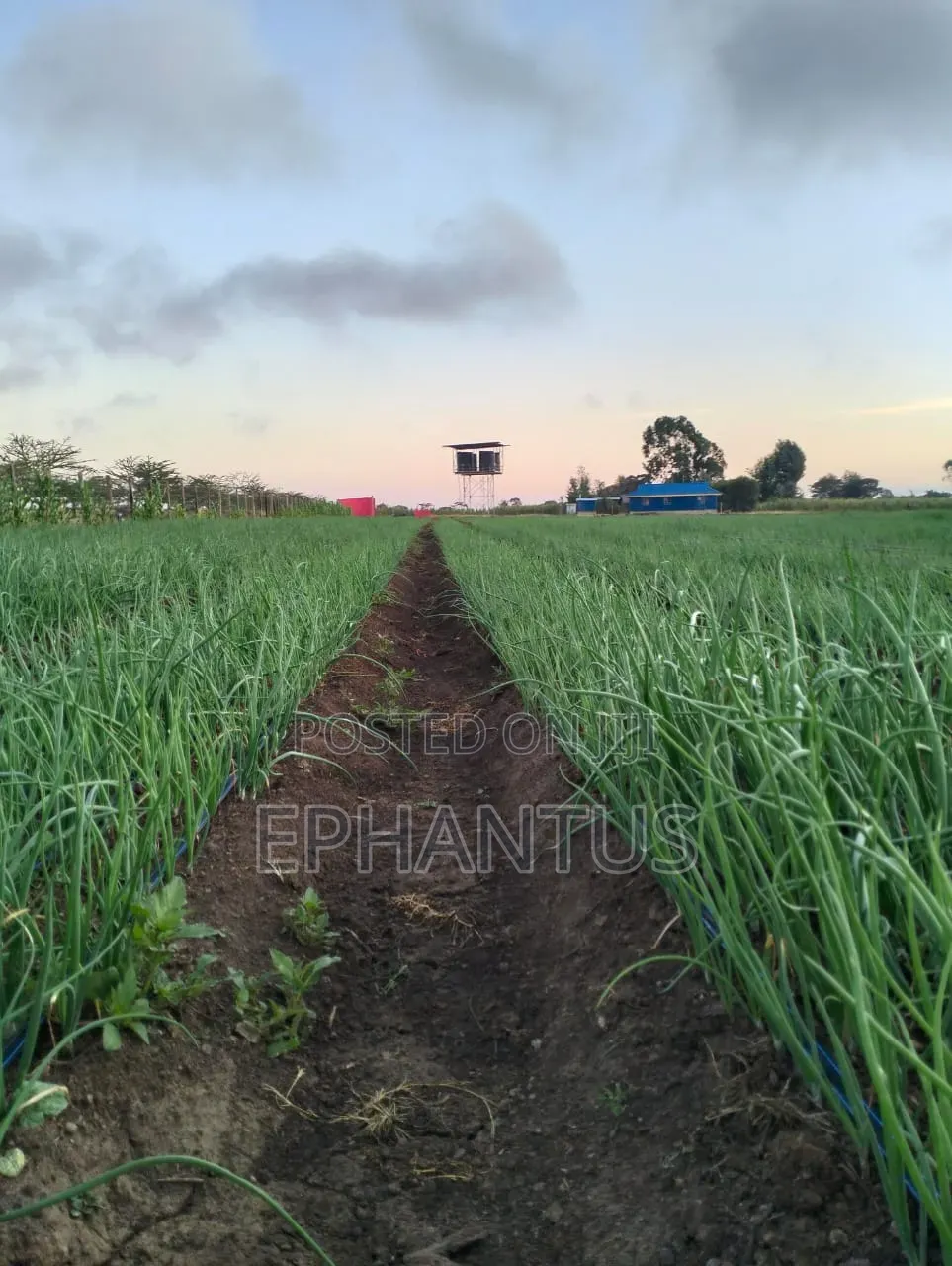 A Developed Farm for Sale in Ethi