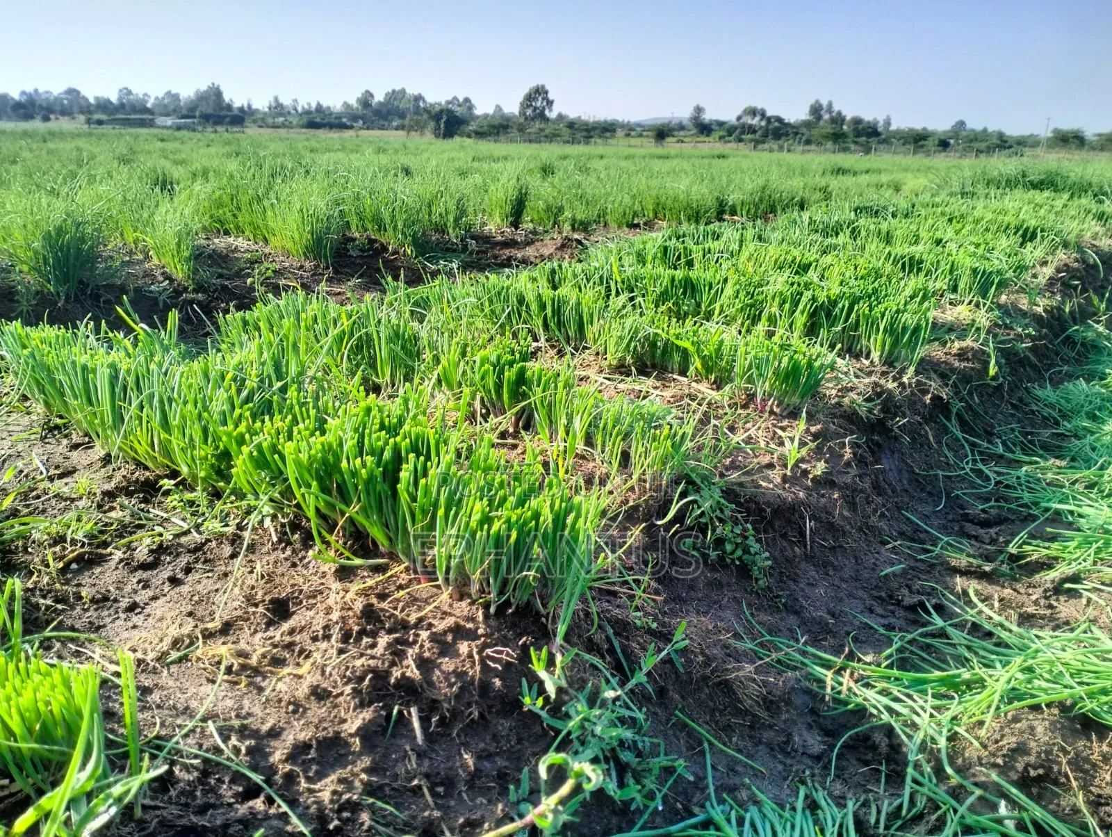 A Developed Farm for Sale in Ethi