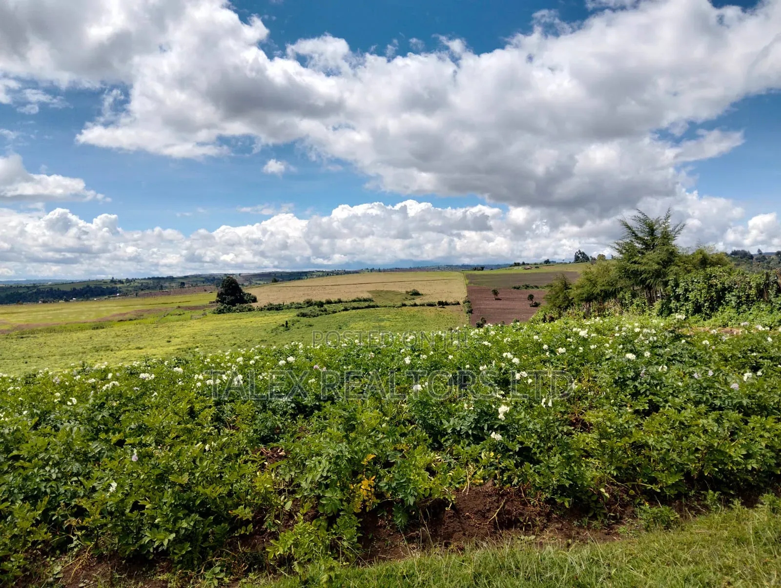 100 Acres of Agricultural Land in Narok: Where Wheat and Wealth Grows in Narok Town