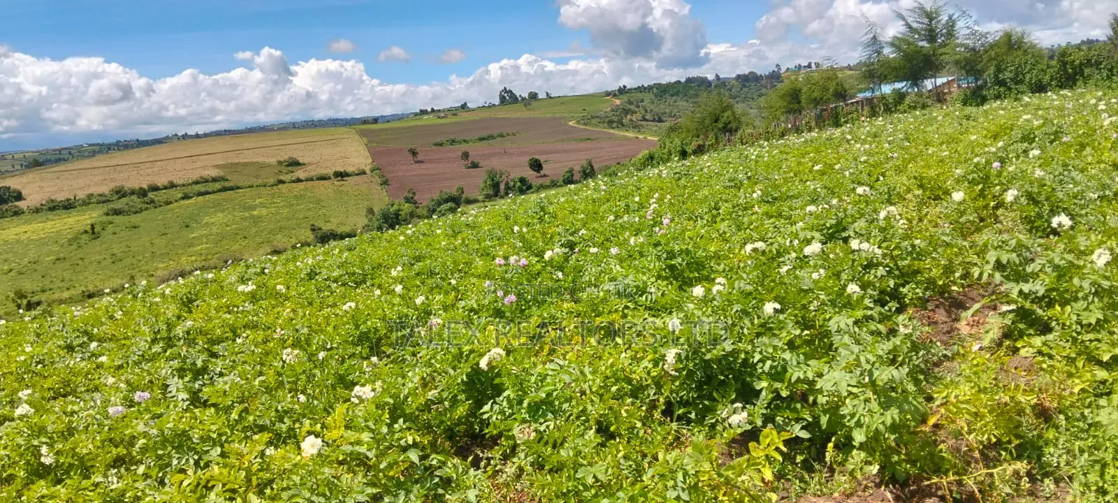100 Acres of Agricultural Land in Narok: Where Wheat and Wealth Grows in Narok Town