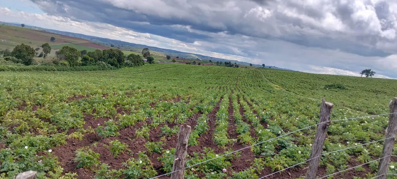 100 Acres of Agricultural Land in Narok: Where Wheat and Wealth Grows in Narok Town