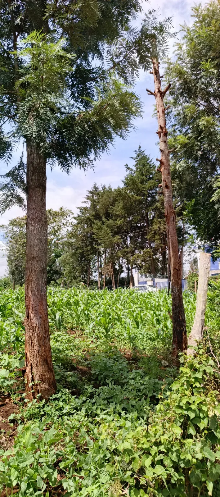 1⁄8(Eighth) Acre Plot for Sale in Ngong 46' in Ngong
