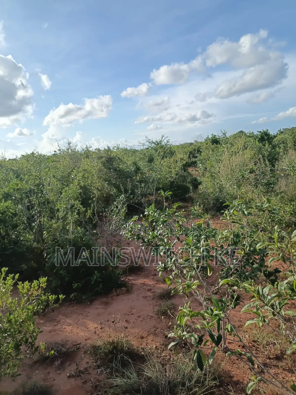 Own a Parcel of 28 Acres With Unique Numbers Wait for Tittle Deed in Marafa