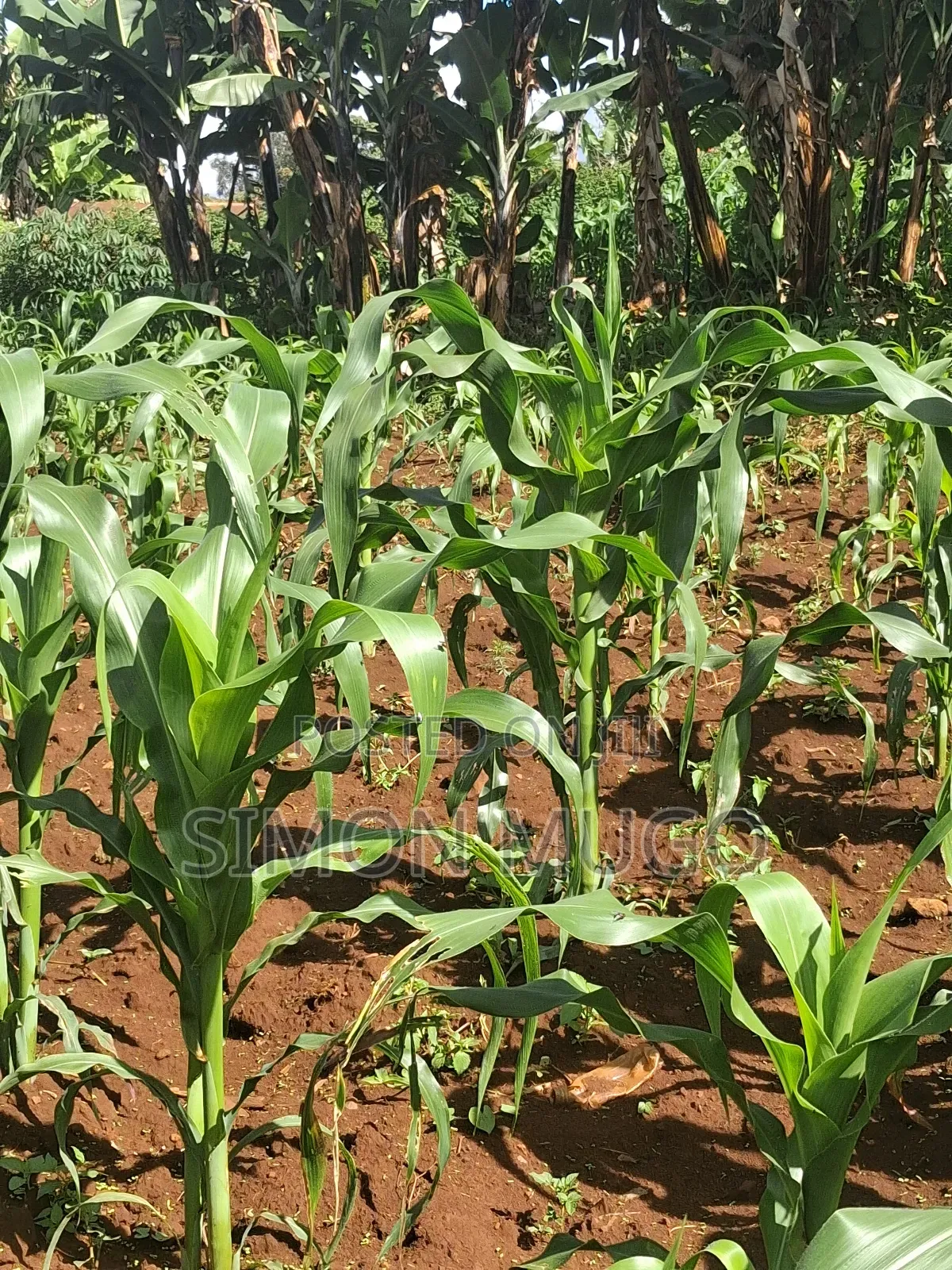 Ruaka 2 Adjoined 1/4 AC Freehold Title Ideal for Apartments in Ruaka