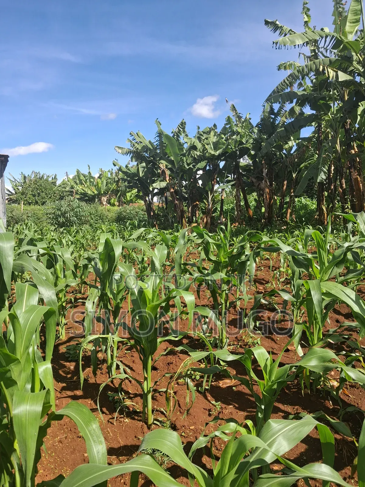 Ruaka 2 Adjoined 1/4 AC Freehold Title Ideal for Apartments in Ruaka