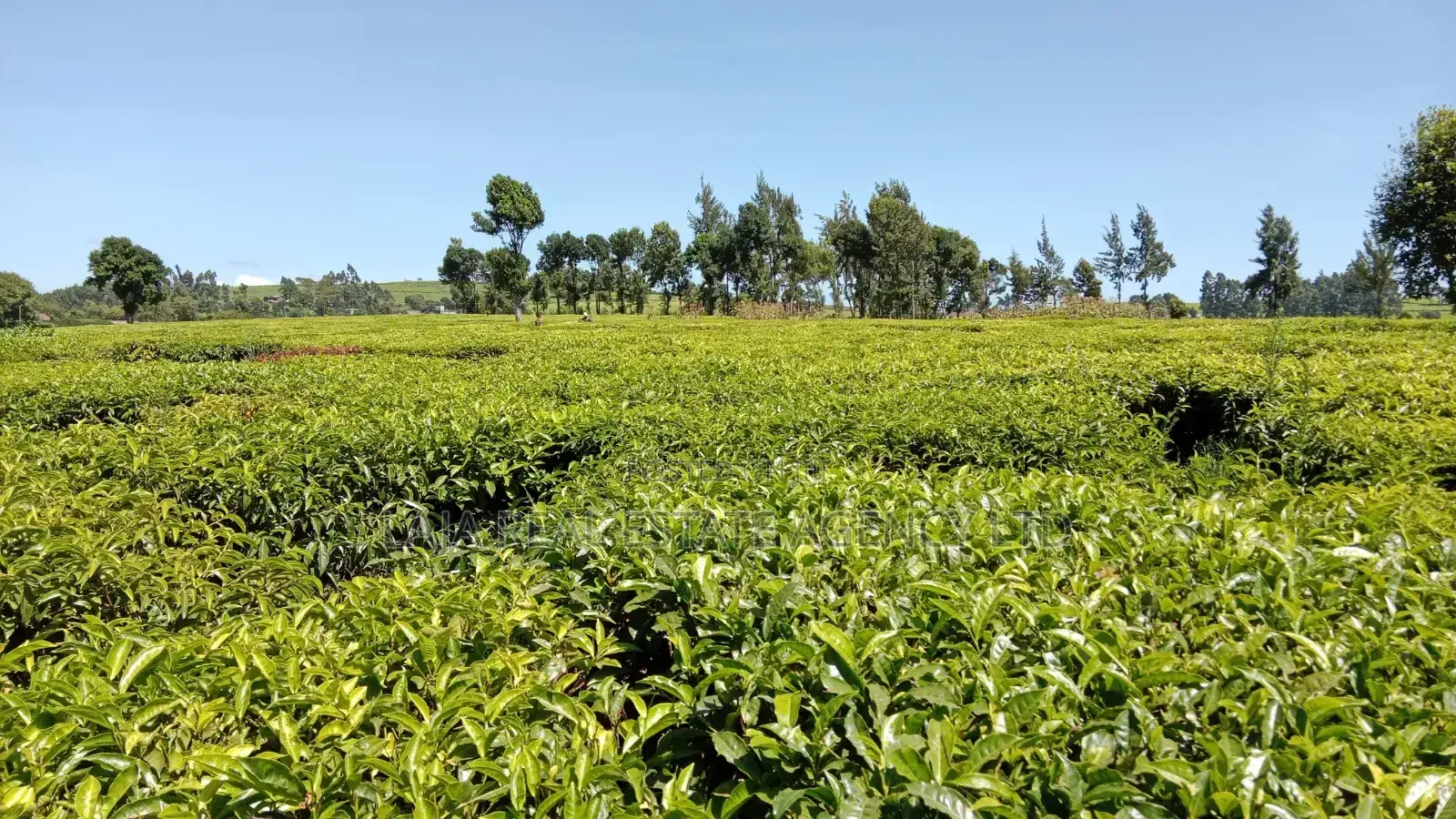 Limuru 30 Acre Land on Sale in Tigoni