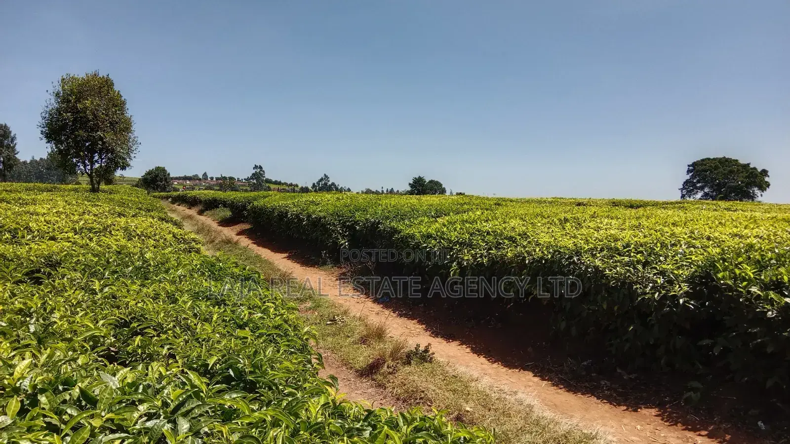 Limuru 30 Acre Land on Sale in Tigoni