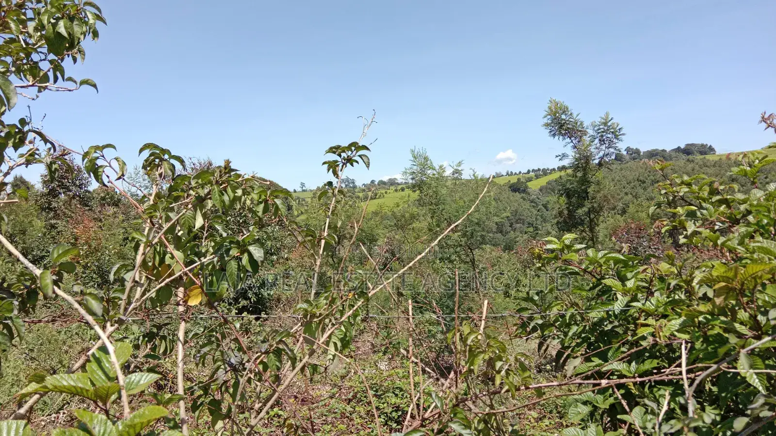 Limuru 30 Acre Land on Sale in Tigoni
