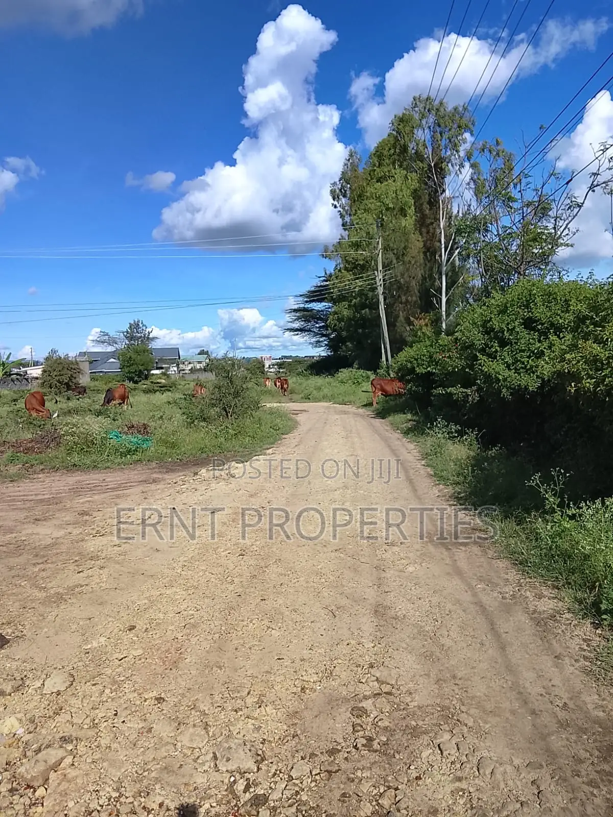1/8 Acre Plot for Sale in Milimani Creflo, Kitengela in Kitengela