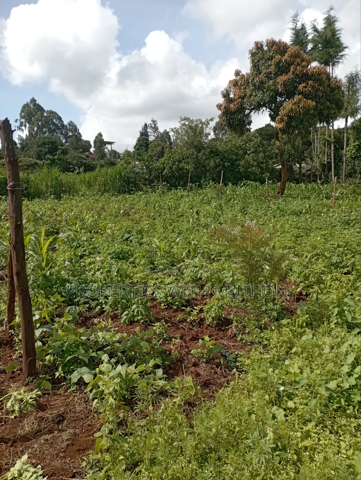 50×100 Plots for Sale at Kwa Mindo, Kikuyu in Zambezi/Sigona