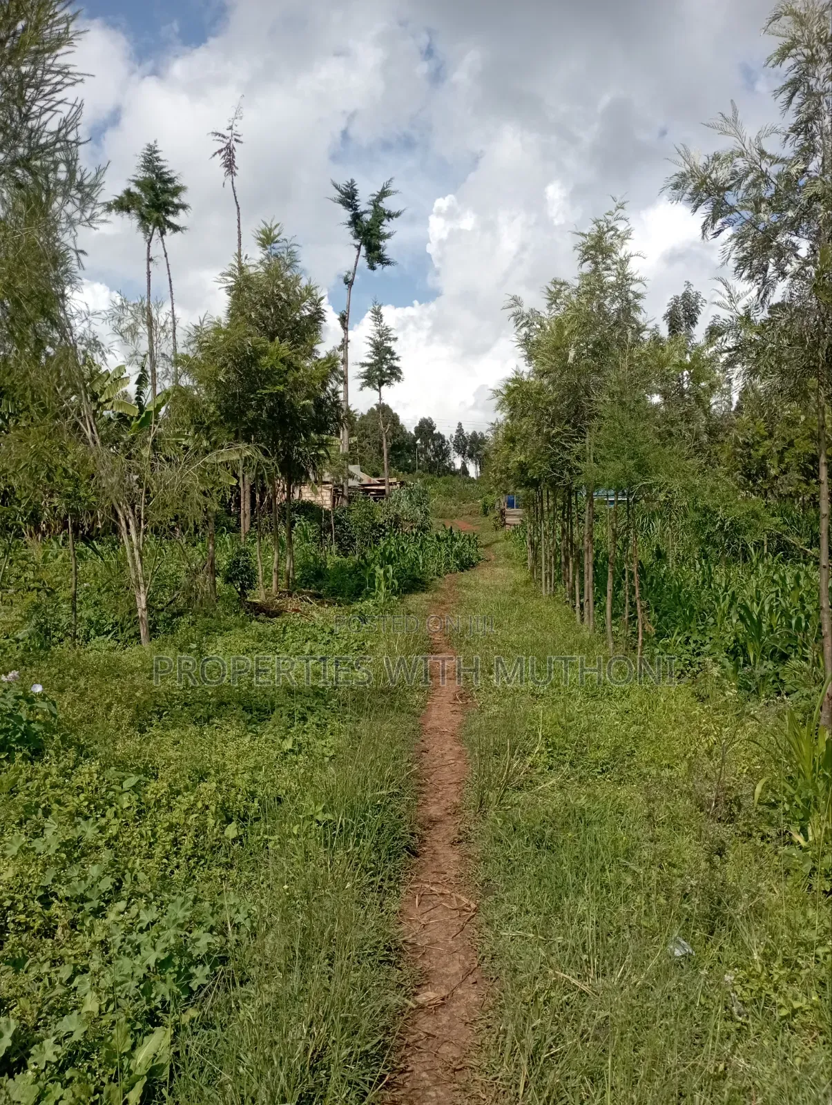50×100 Plots for Sale at Kwa Mindo, Kikuyu in Zambezi/Sigona