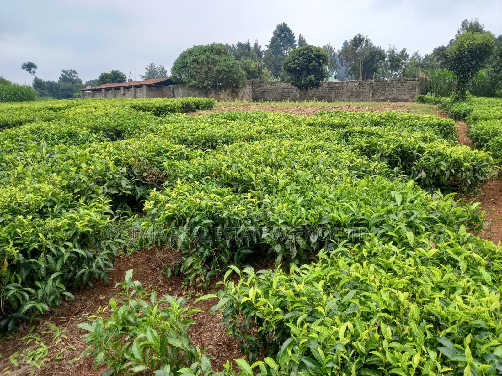 Kiambaa Land 4.5 Acres on Sale in Cianda