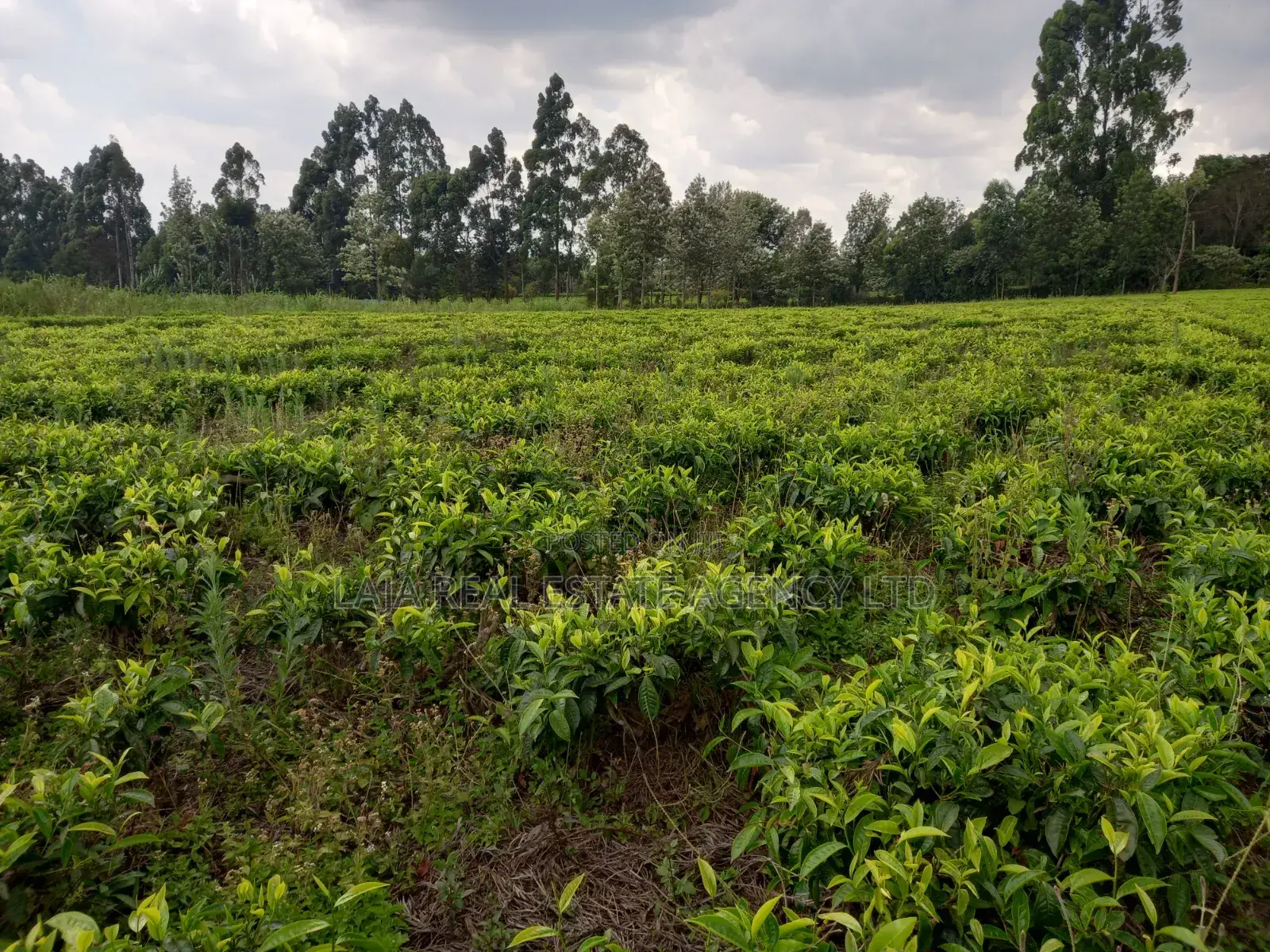 Kiambaa Land 4.5 Acres on Sale in Cianda