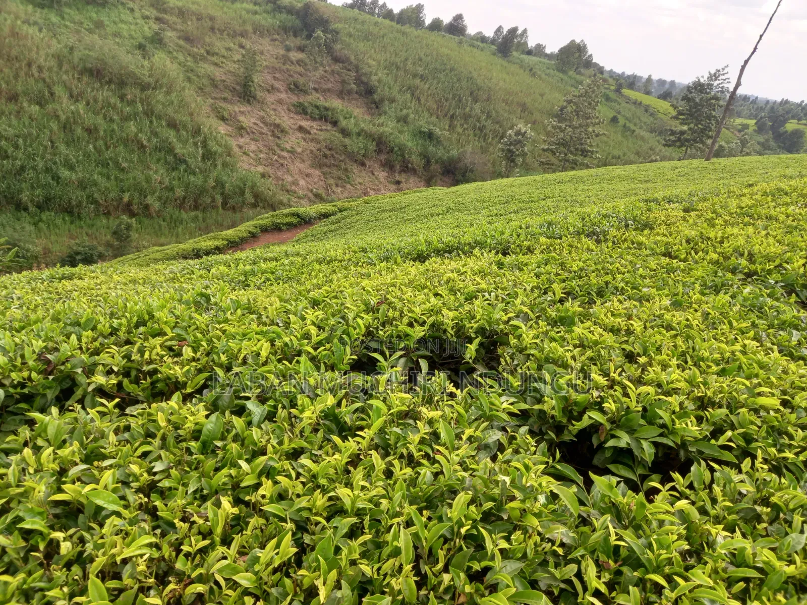 Kiambaa, Kimorori Land Sale 4.5 Acres in Cianda