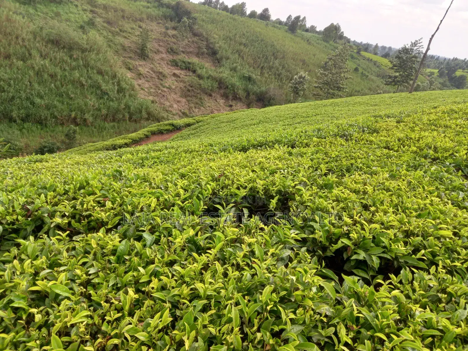 Kiambaa Land 4.5 Acres on Sale in Cianda