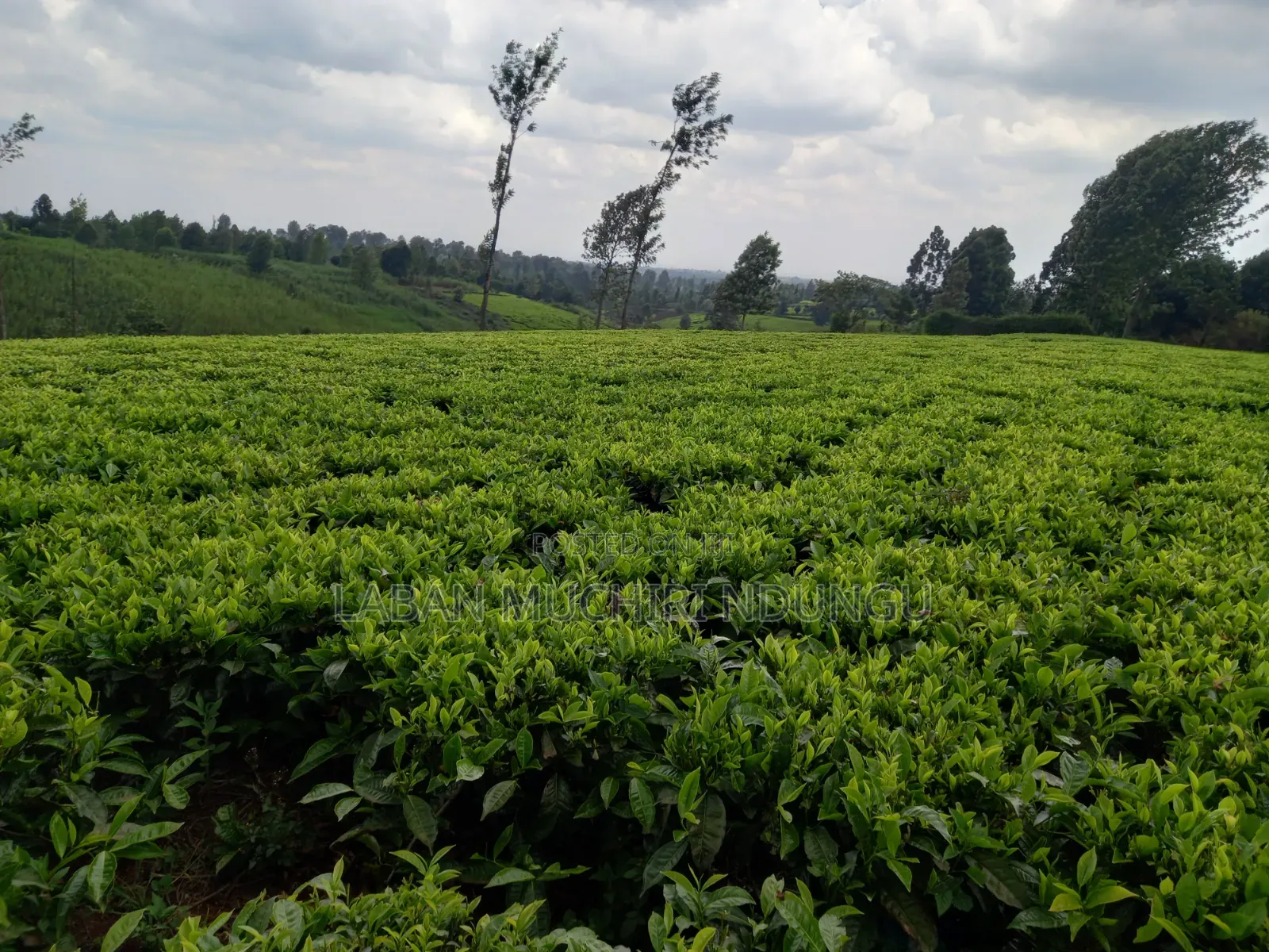 Kiambaa, Kimorori Land Sale 4.5 Acres in Cianda