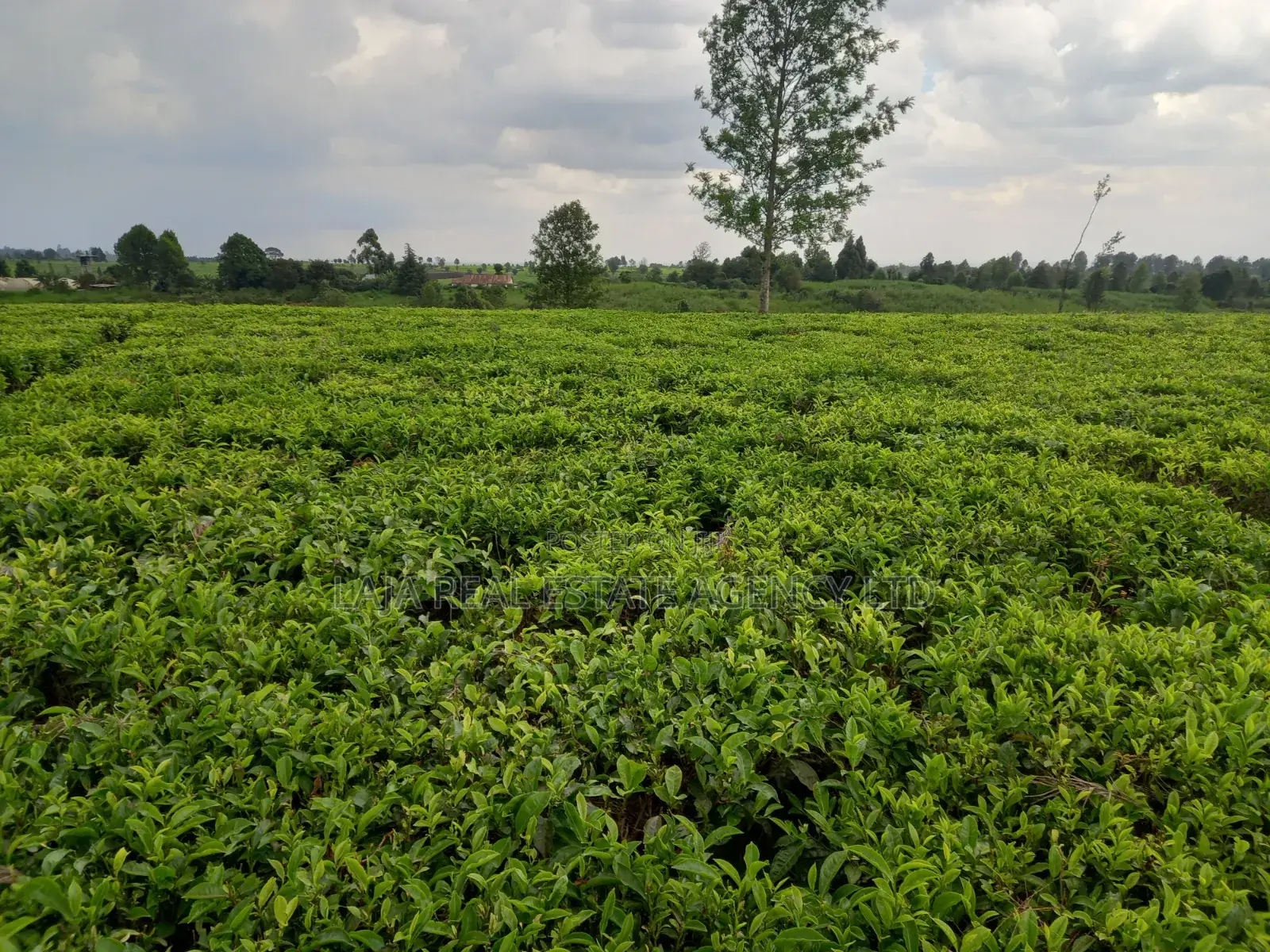 Kiambaa Land 4.5 Acres on Sale in Cianda