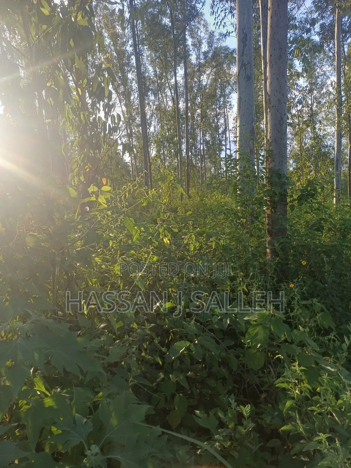4plots on Sale Mumias in Mumias Central